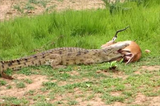 The crocodile's jaws clamped firmly on to the leg of the impala, which had just been chased by a pack of wild dogs./DAILY MAIL