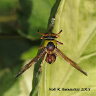 Tropical Paper Wasp