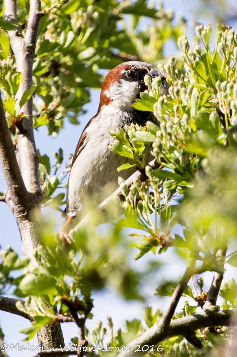 House Sparrow