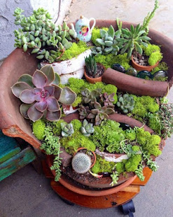 仙人掌植物设计(圖6)-速報App