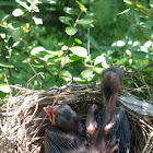 Northern Cardinal