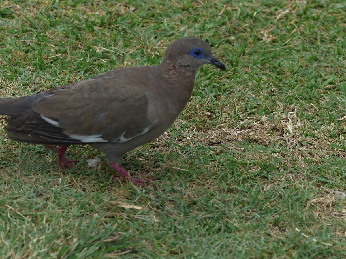 West Peruvian Dove