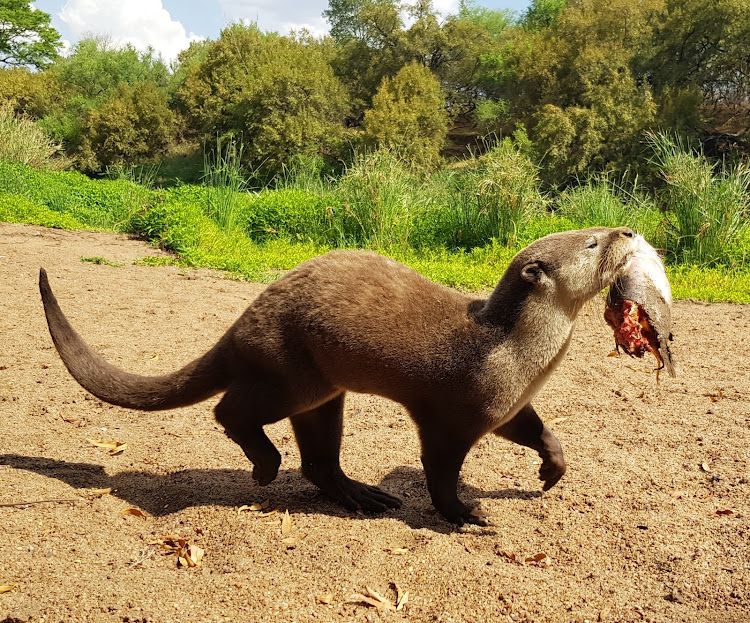 Lazzy with a successful aquatic catch.