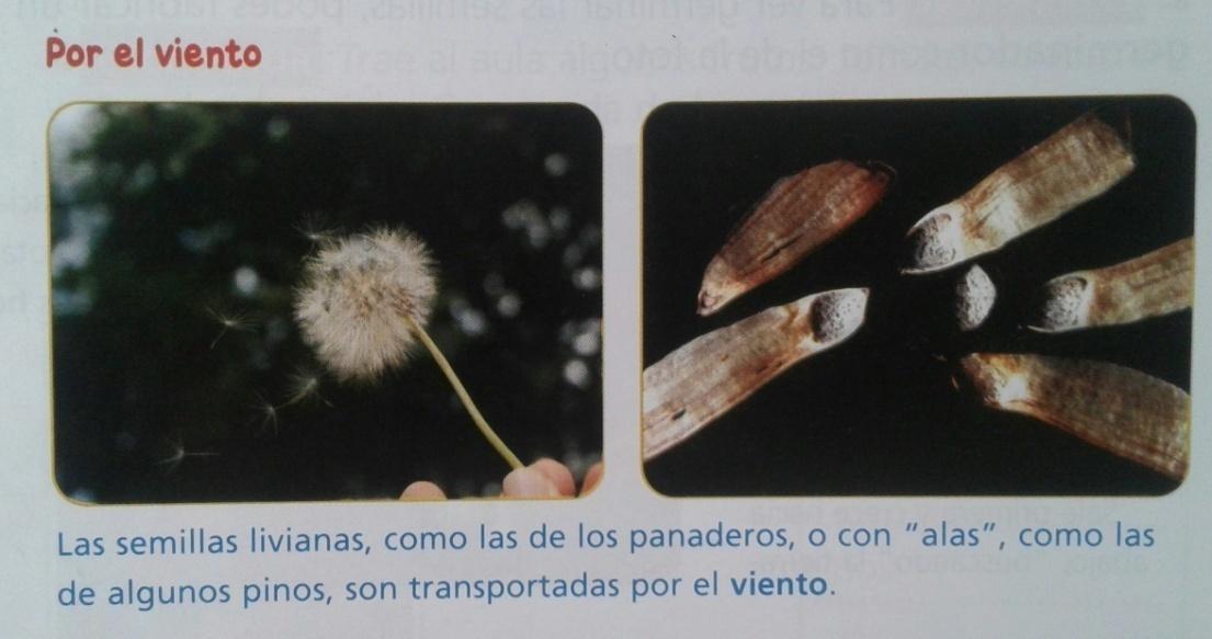 C:\Users\Matias\Downloads\SEMILLAS.jpg