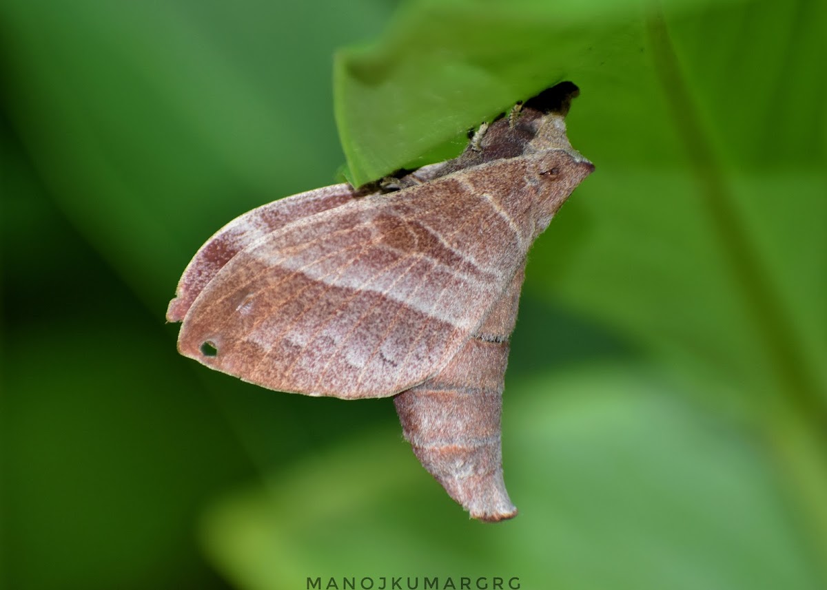 Lappet Moth