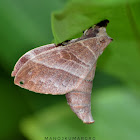 Lappet Moth