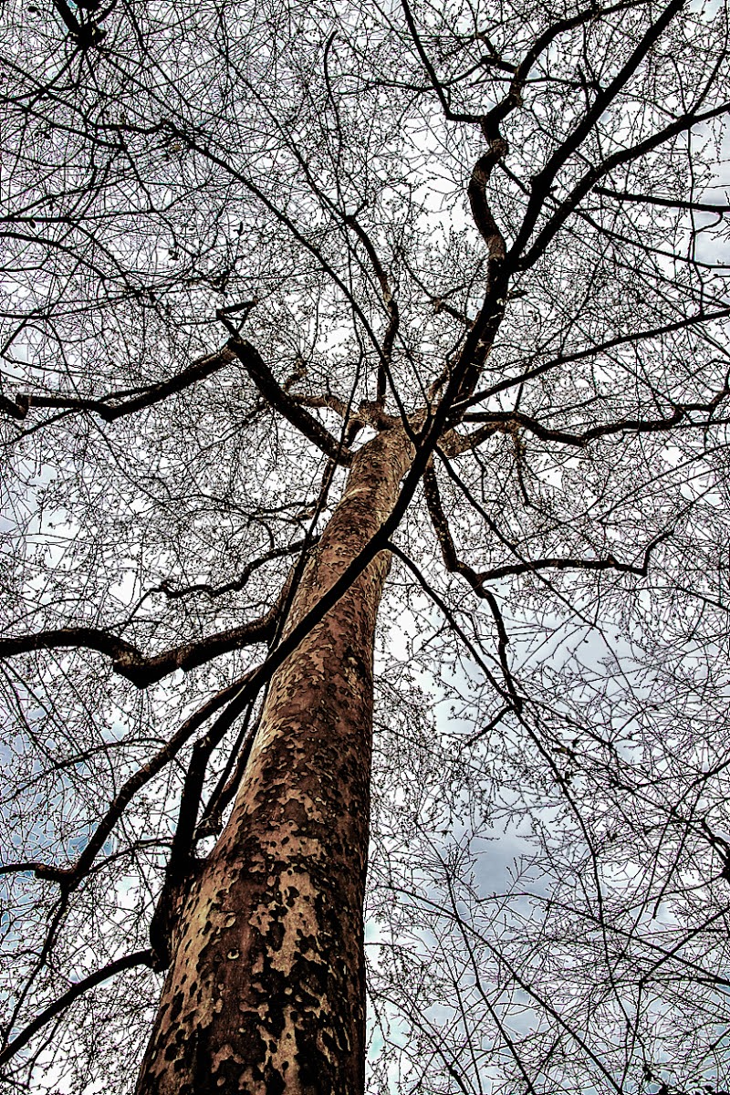 Giardini di marzo di D. Costantini