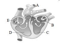 Structure and Function of heart
