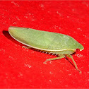 Leafhopper