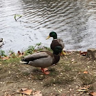 Mallard Ducks ( Males )