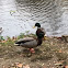 Mallard Ducks ( Males )