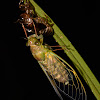 Cicada