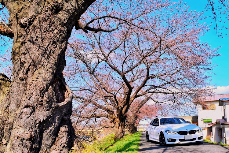 4シリーズ グランクーペのサクラと愛車・桜とコラボ🌸・discover_ct・春の交通安全週間・ドライブに関するカスタム事例の投稿画像3枚目