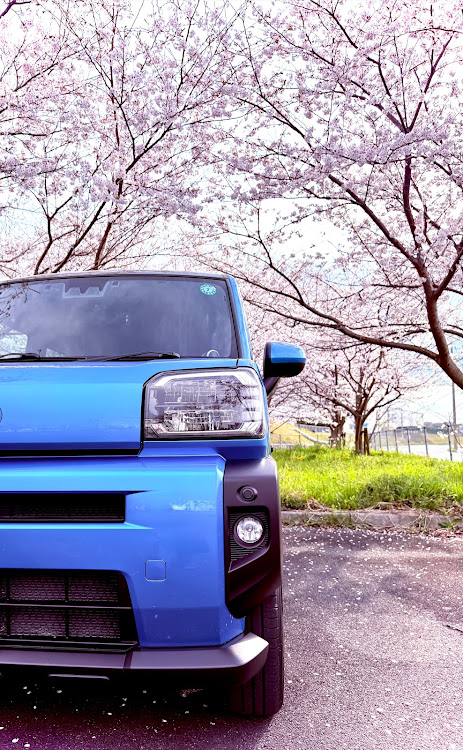 タフトの夕日に輝くあなたの愛車・桜シーズン開幕・サクラと愛車・洗車・4月もよろしくお願い致します🌸に関するカスタム事例の投稿画像2枚目