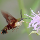 Hummingbird Clearwing