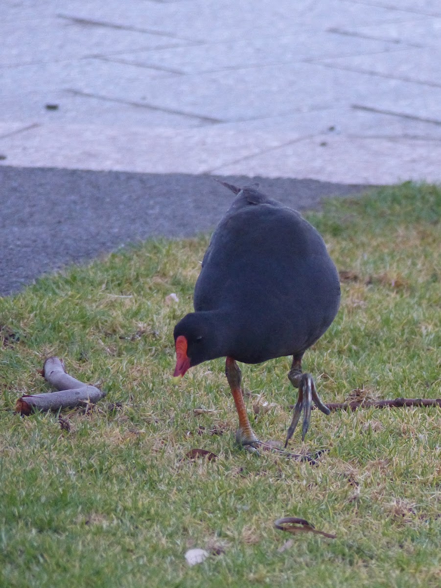 Dusky moorhen