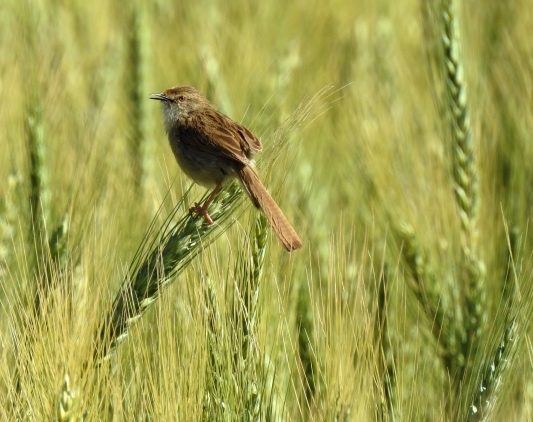 Graceful prinia