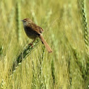 Graceful prinia