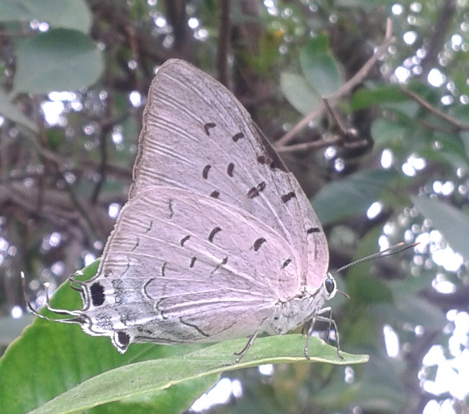 Sky-blue Hairstreak