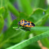 Painted Bug