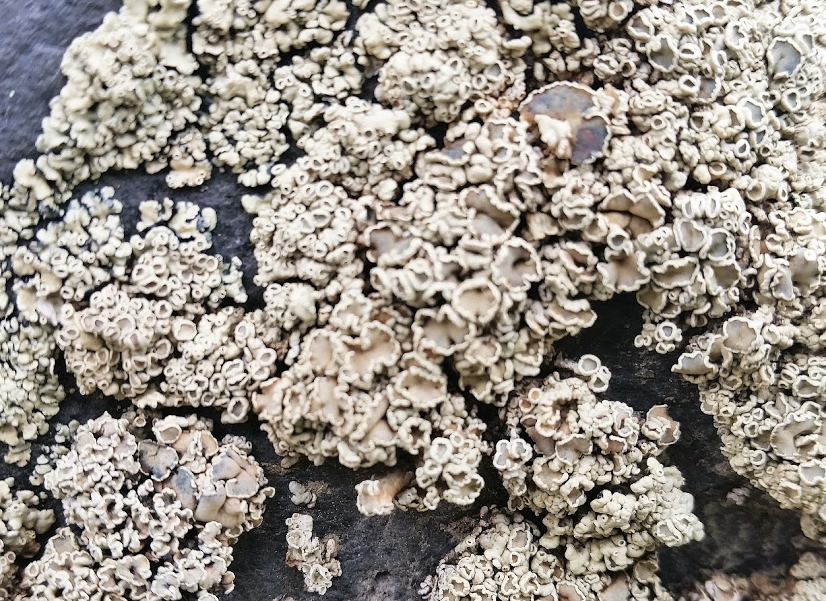 Crab-eye Lichen