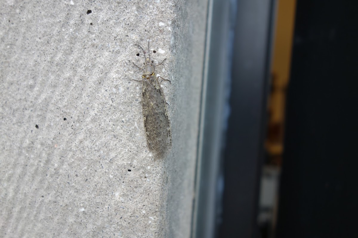 Giant Stonefly