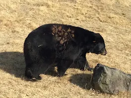 サファリパークに行った