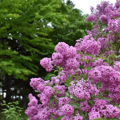 Syringa