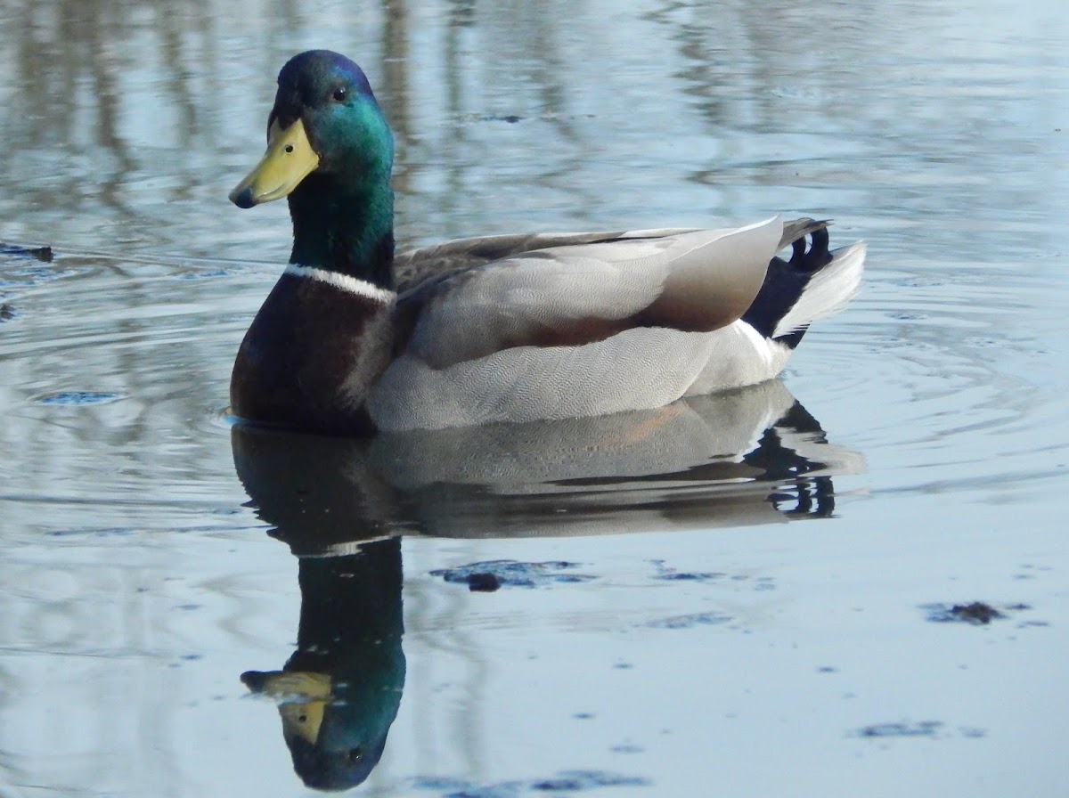 Mallard