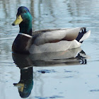 Mallard