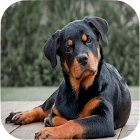 Rottweiler Wallpapers