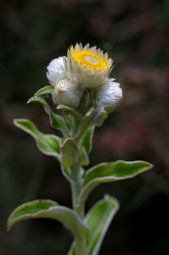 Helichrysum foetidum