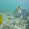 Threadfin Butterflyfish