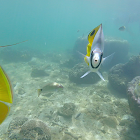 Threadfin Butterflyfish