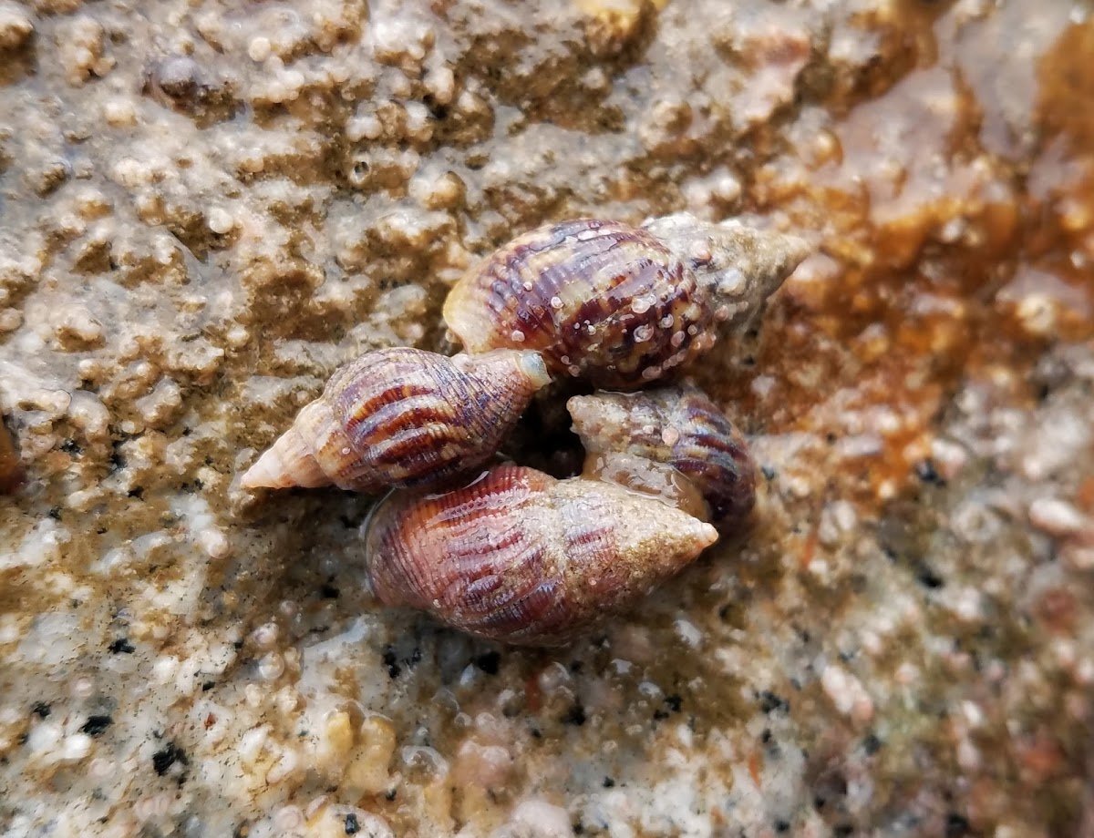 Wrinkled dove snail