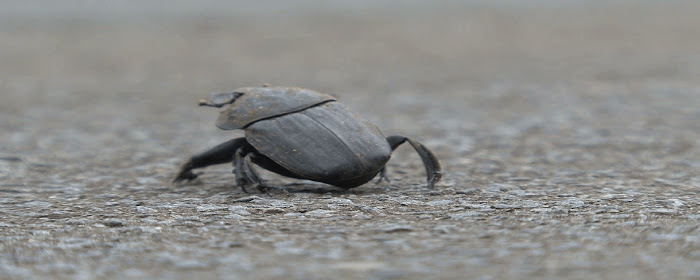 Dung Beetle - New Tab in HD marquee promo image