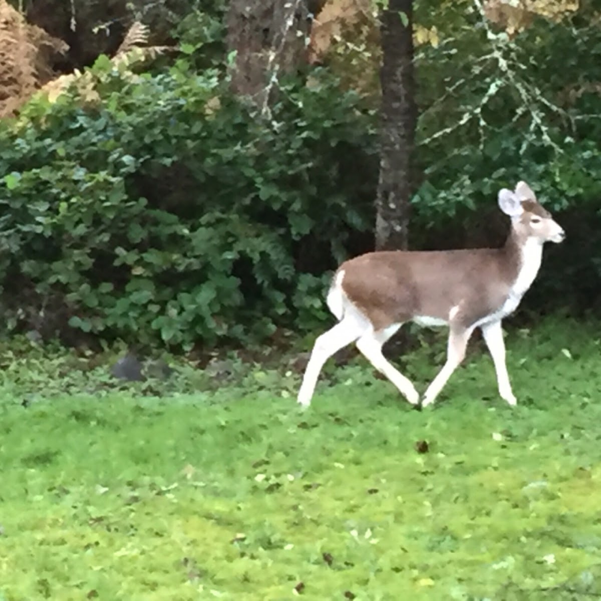 Whitetail Deer, piebald