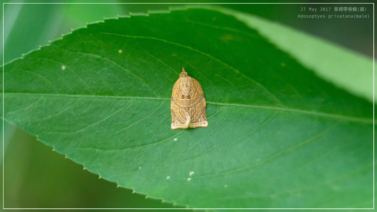 Adosophyes privatana(male) 普褐帶卷蛾(雄)