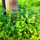 White dead-nettle