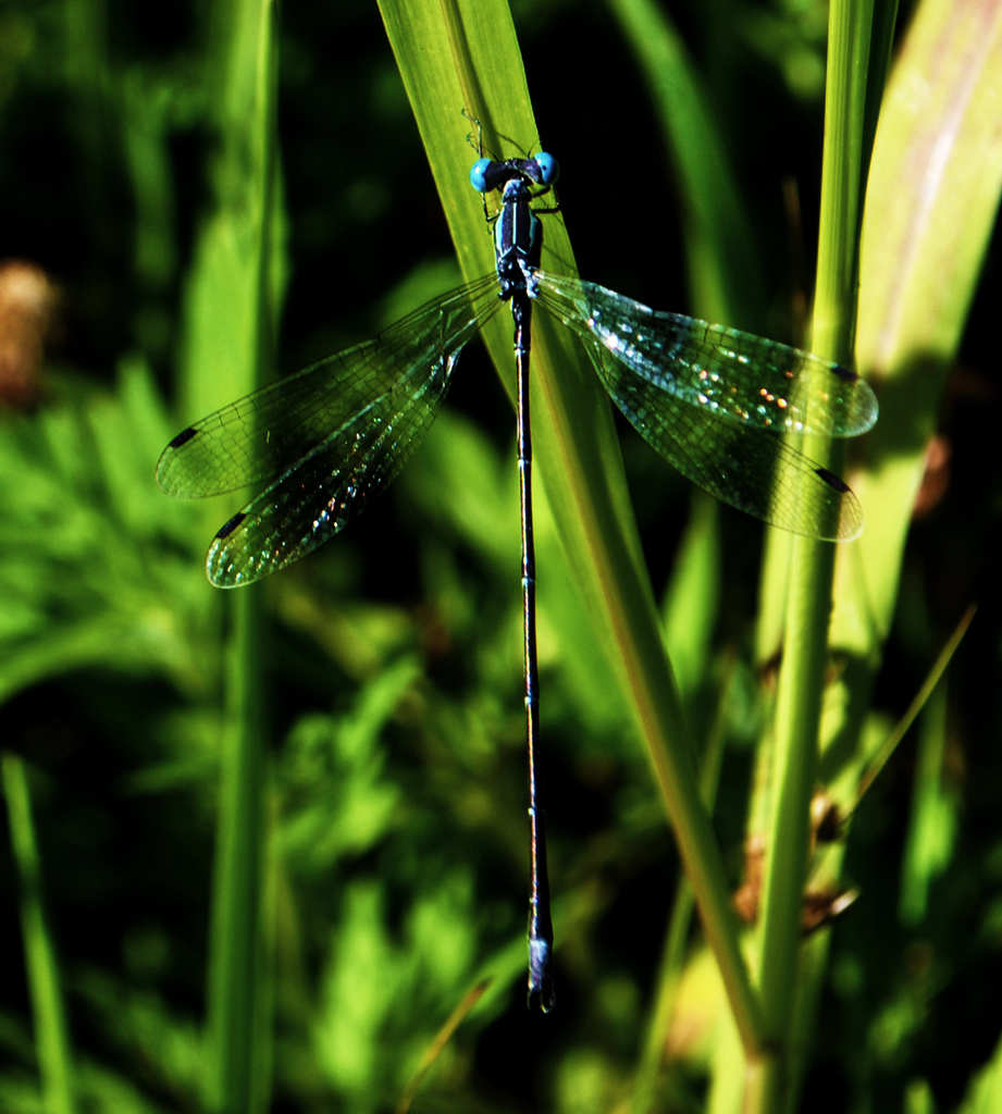 Slender Spreadwing