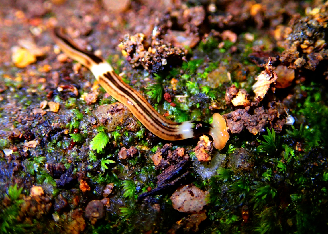 Striped Hammerhead Flatworm