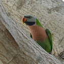 Red-breasted Parakeet