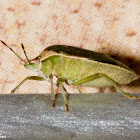 Southern Green Stink Bug