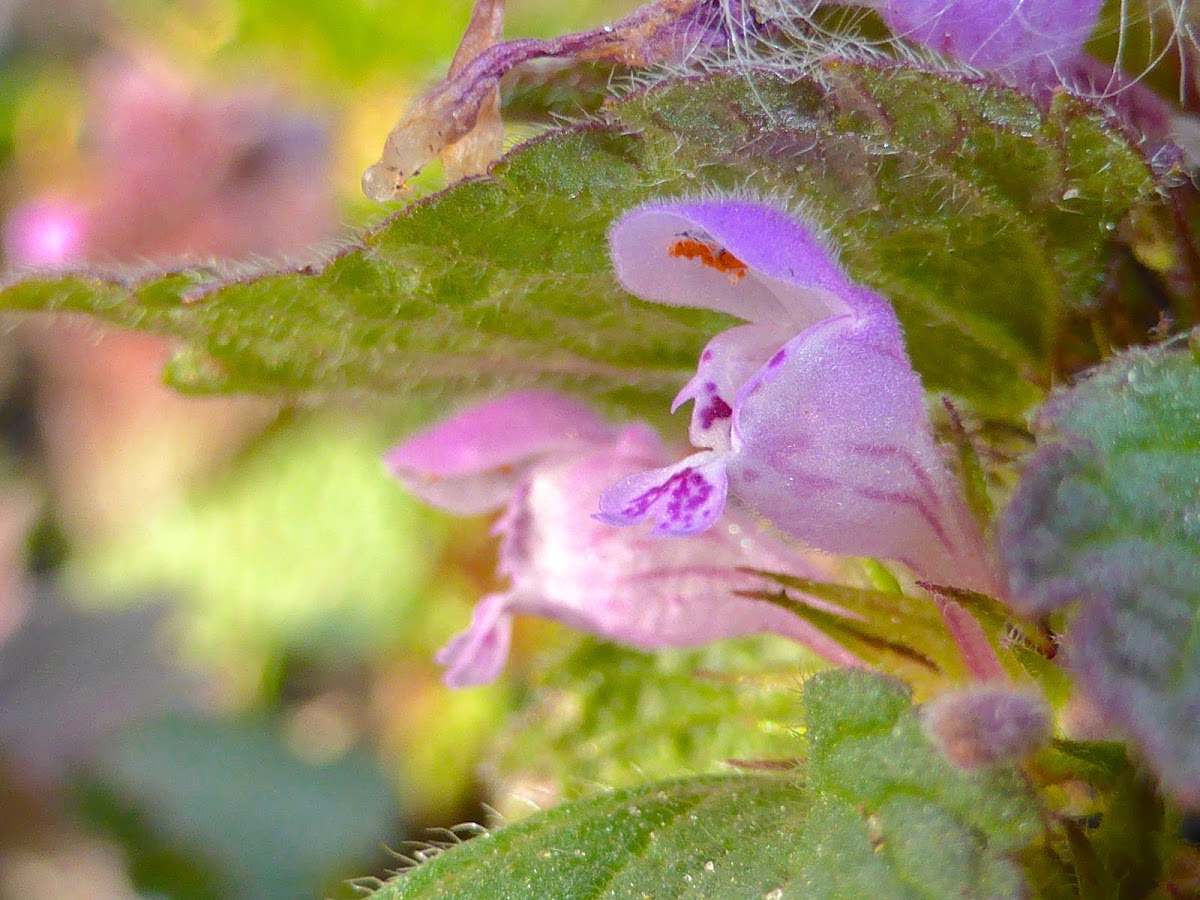 Red Dead-nettle