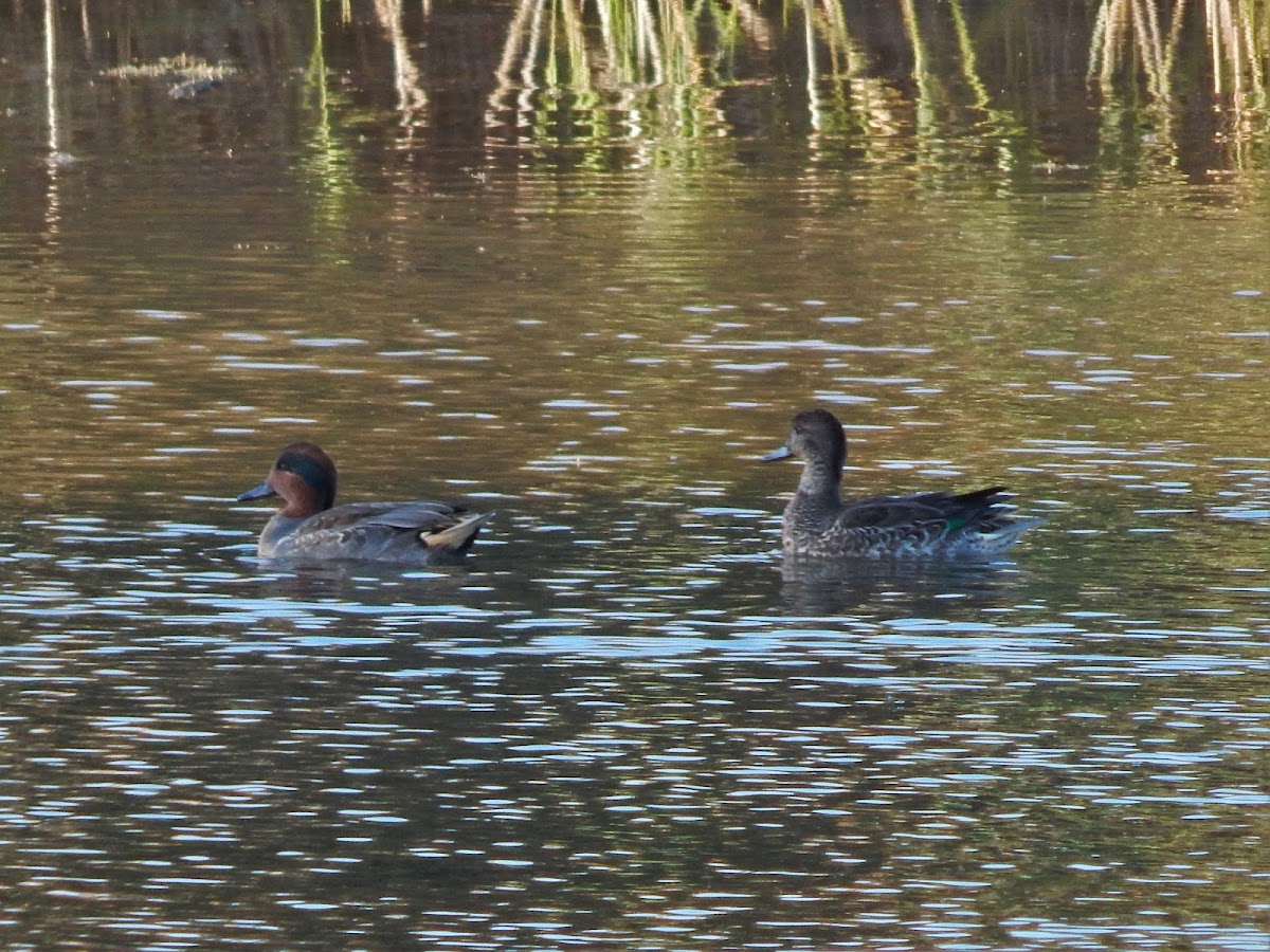 Green-winged Teal