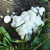 Spiny Puffball