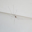 Possible Harvestman