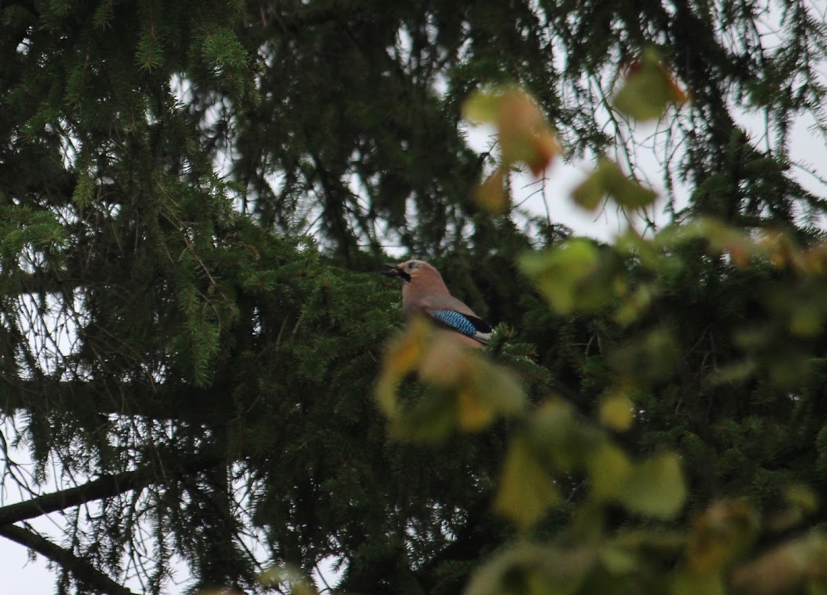 Eurasian jay