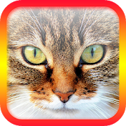 Ask Cat Translator  Icon