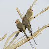 Blue-naped mousebird